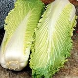 Chinakohl Saat - 1 samentüte