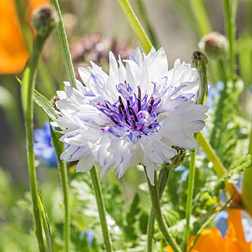 Kornblumen Samen 100 Weiß Lila FrüHlingsblumen Blumensamen Gastgeschenk...
