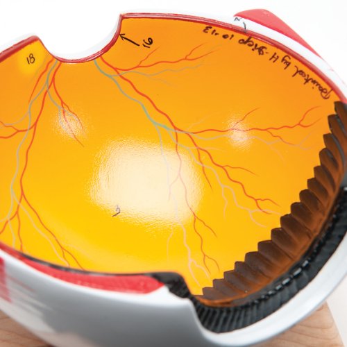 Image of Denoyer Geppert 0102-00 Giant Five-Part Eye Model with Functional Lens