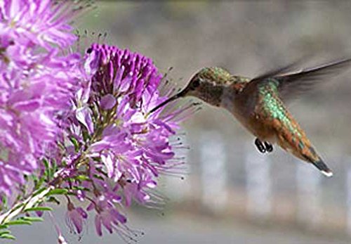 Cleome serrulata | Rocky Mountain Beeplant | Waa | 50_Seeds