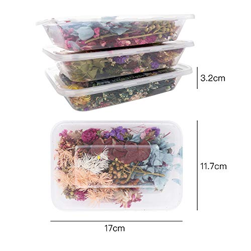 Gonetre Kit de Flores Secas para Manualidades miniatura 7