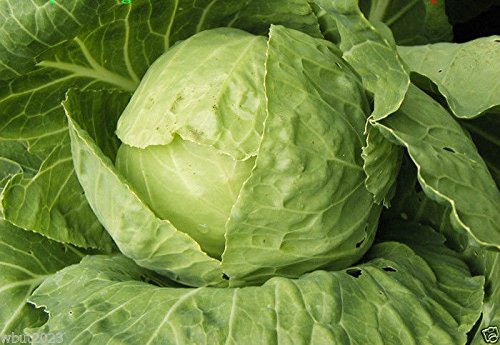 Tropicana cabbage (100 Seed) Grown all year round in subtropical climates