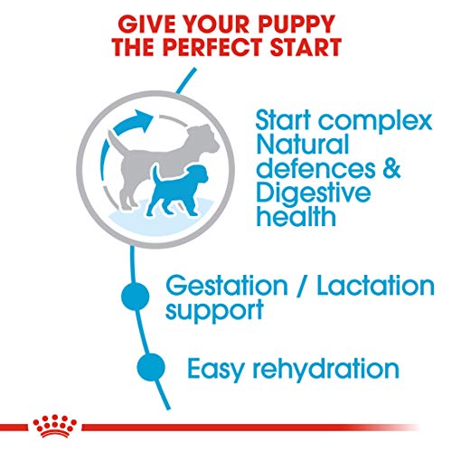 Royal Canin Hundefutter Mini Starter 8.5 kg, 1er Pack (1 x 8.5 kg)