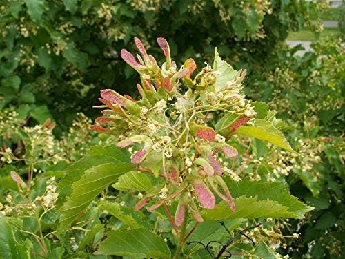 Miniatura 5 de Llama RojaÁrbol de Arce Tartario Acer jocad (20 Semillas)