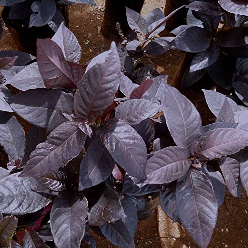 NurseryNature Eranthemum (Black) Plant/indoor plant (B07GBCDPT8) Amazon Price History, Amazon Price Tracker