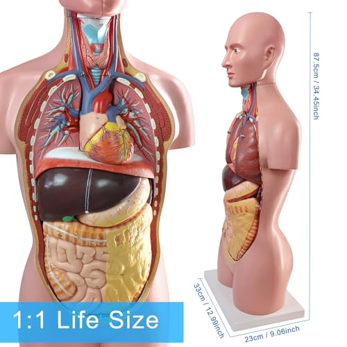 Image of Human Body Anatomical Model with Removable Heart Head Skull Brain Liver Lungs Organs, Life-Size 34.5 inch Human Torso Anatomy Model with Base for Medical Science Education Study or Teaching
