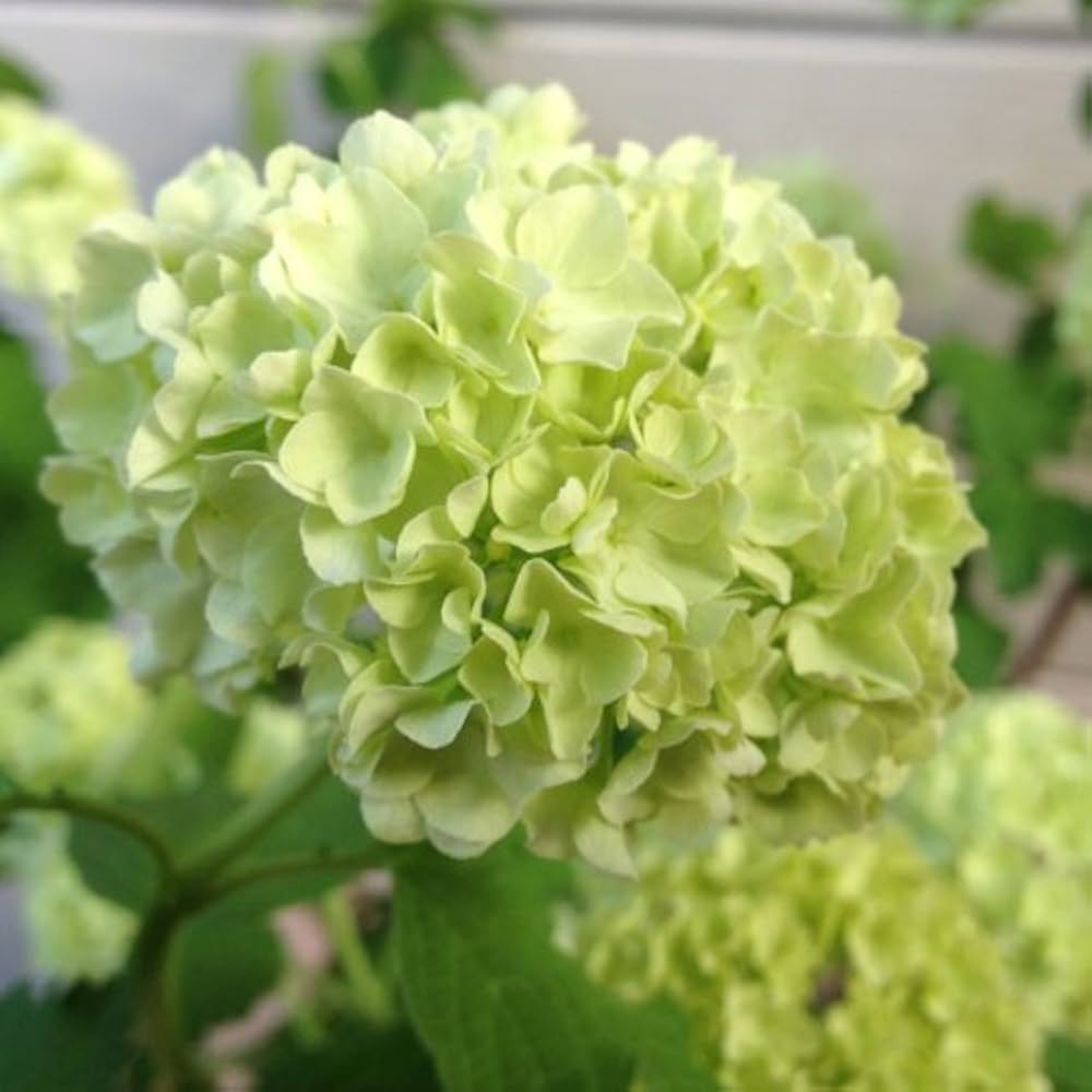 Amazon.co.jp: 庭木苗：ビバーナム スノーボール*5号 今季の開花終了