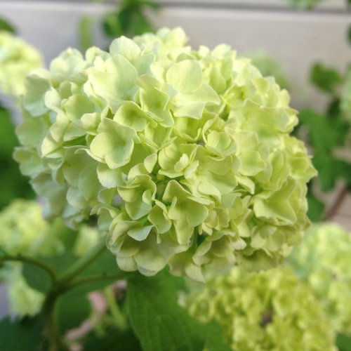 Amazon.co.jp: 庭木苗：ビバーナム スノーボール*5号 今季の開花終了