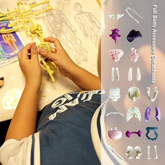 JBM ENTERPRISE Science kit Human Body Structure Model Toys for Kids | 3D Body Organs & Skeleton Model | Stem Educational Science Kit for Anatomy | Best Gift for Projects & Learning - Image 7 thumbnail
