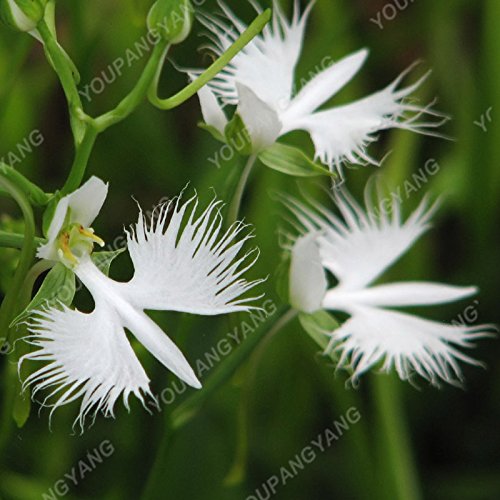 Graines de Radiata japonaises Graines d'orchidées Héron blanc Orchidée rare au monde Fleurs de Baison blanches Graines d'orchidées de jardin Paquet de 500 graines