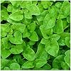 Everwilde Farms - 1 Oz Organic Watercress Herb Seeds - Gold Vault Packet