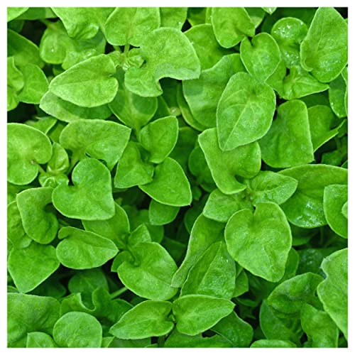 Everwilde Farms - 1 Lb Organic Watercress Herb Seeds - Gold Vault Packet