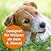 ARDAP Zecken- & Flohschutzhalsband für Hunde & Welpen bis 10kg- Bis zu 4 Monate nachhaltiger Langzeitschutz - Natürlicher Wirkstoff gegen Zecken & Flöhe (PT19)