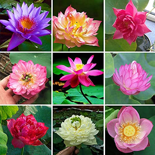 Aiden Gardens Mix Lotus Seeds Asian Water Flower Aquatic Plants Fragrance Blooming 10 Seeds (B09DLJZ912) Amazon Price History, Amazon Price Tracker