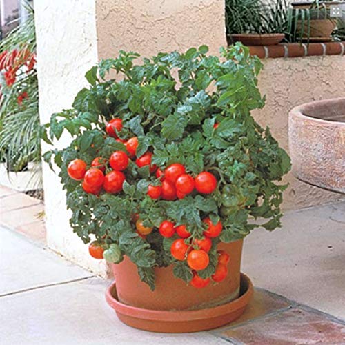 David's Garden Seeds Tomato Cherry Patio SL7344 (Red) 25 Non-GMO, Hybrid Seeds