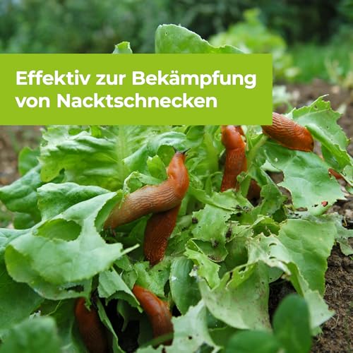 PROTECT GARDEN Protect MaXX Schneckenkorn FE, regenfest, zuverlässige Schneckenbekämpfung an Gemüse, Obst und Zierpflanzen, 1,2kg Faltschachtel für bis zu 315m²