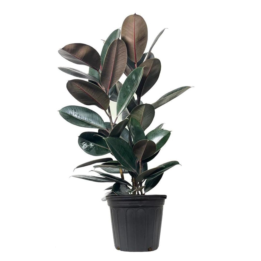 Premium Ficus Elastica Ruby Red Rubber Plant - Stunning Indoor/Outdoor Decor-image-18