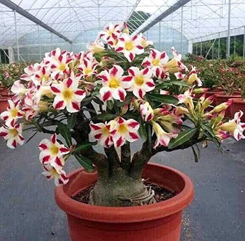 Adenium obesum-Rosa Del Desierto Planta Natural-brillante y hermoso-plantas ornamentales balcon Cover