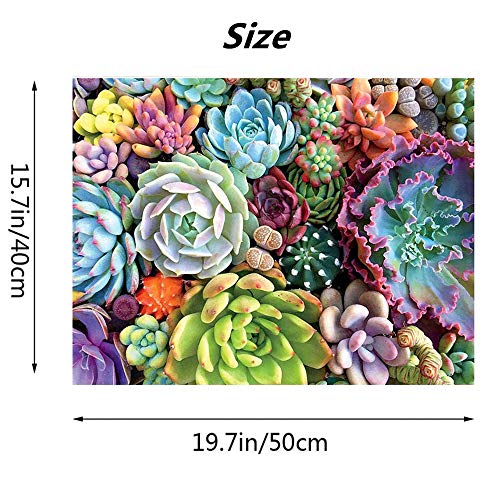 Amazon | Paint by Numbers 大人用 多肉植物 初心者 DIY アクリル 油絵