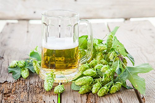 Echte wilde hop bierhop - zelf bier brouwen - klimplant - Humulus Lupulus - 1 plant - 60-80 cm pot 2 liter. - Afbeelding 3