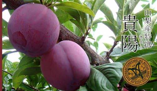 Amazon 10 Off 送料無料 Tvで紹介 スモモを超えたスモモ 特選貴陽 きよう ｌサイズ 甲斐国物語 すもも プラム 通販