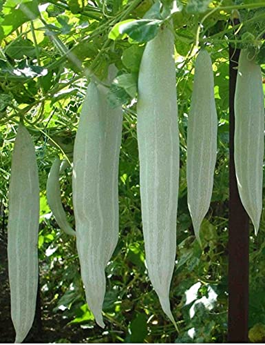 Golden Hills Farm Hybrid Snake Gourd, Serpent Gourd, Chichinda Vegetable Seeds 40+ Seeds (B095Q2TB3L) Amazon Price History, Amazon Price Tracker