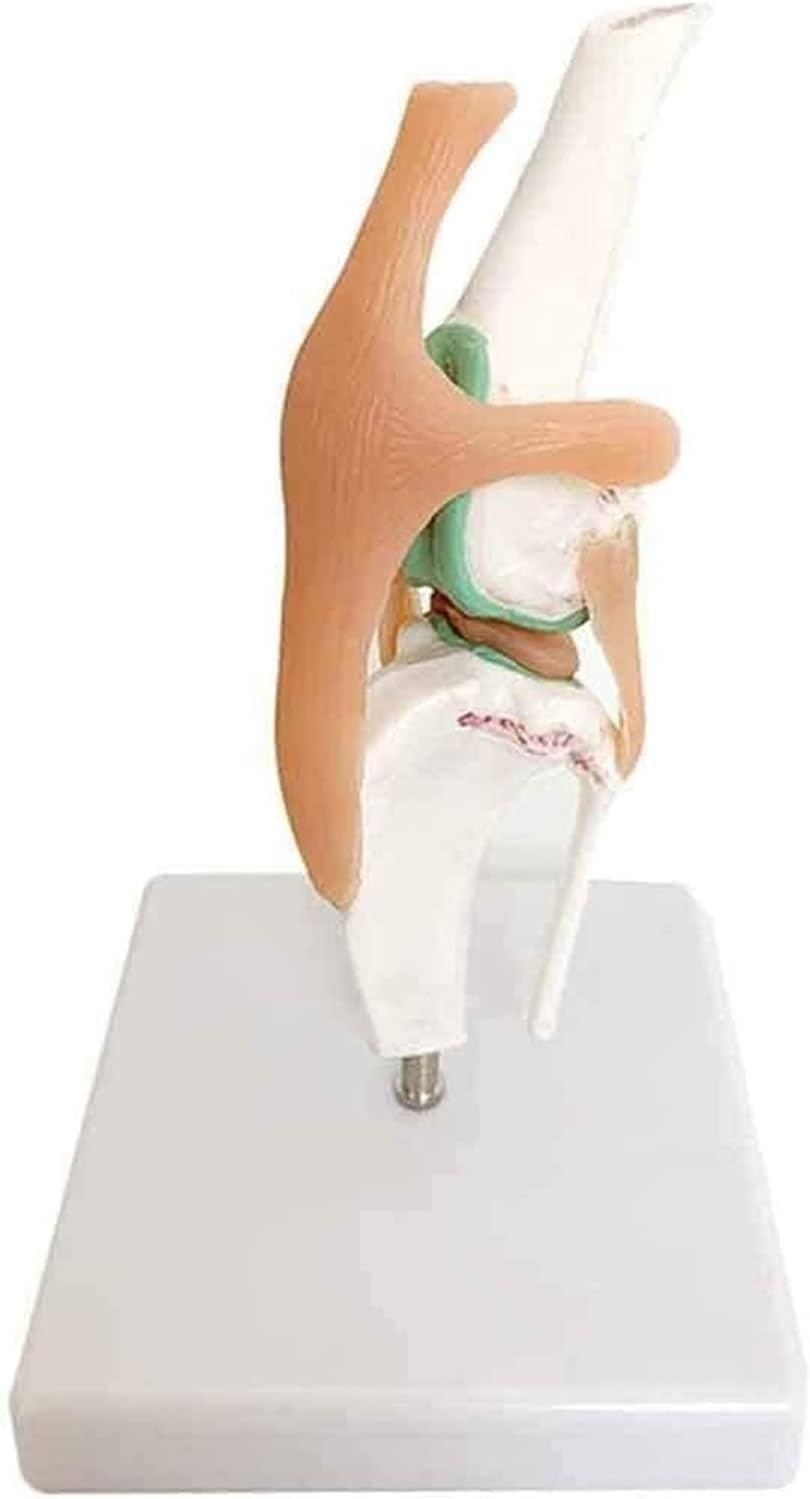 Modelo de esqueleto de perro y réplica de anatomía canina para estudio de ligamentos