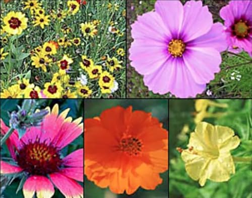 Florida, Gulf Coast and Puerto Rico Wildflower Seed Mix -