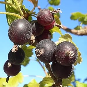 Müllers Grüner Garten Shop Jostabeere 60-80cm Topfballen