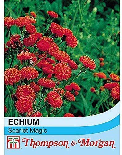 Flower Seed Emilia Coccinea Scarlet Magic Hardy Annual Tassel Flower Wild Flower Cottage Garden Patio Containers Flower Beds Cut Flower Wildlife Garden 1 Packet (350 Seeds) by Thompson and Morgan