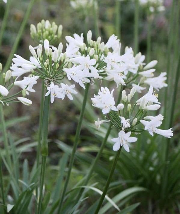 ２色大株　アガパンサス　サマーラブ　苗　白．ブルー　購入品 アガパンサス：サマーラブ2色セット4号ポット の通販 | 園芸ネット