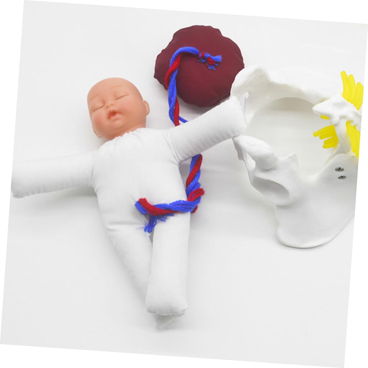 GALPADA Modelo de Pelvis de Parto para Enseñar Anatomía Pélvica Femenina Simulador del Proceso de Parto para Educación Prenatal Herramienta de Demostración para Aula