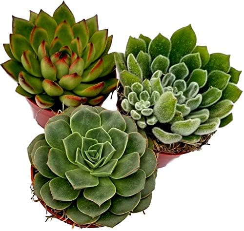 Miniatura 2 de Colección de plantas suculentas de roseta grande en macetas de plástico