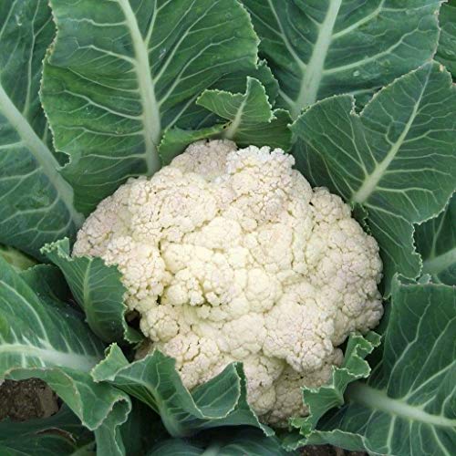 500 Cauliflower Seeds Snowball Y Improved Heirloom - Non-GMO - Always Fresh Seeds! - Very Healthy Vegetable