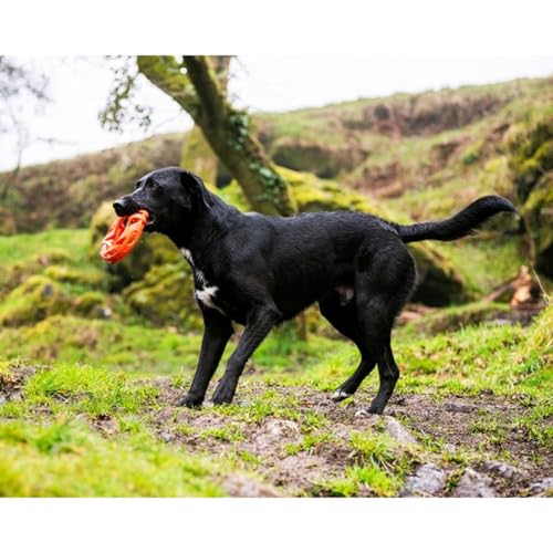 Image of Chuckit! Air Fetch Wheel Dog Toy, Orange