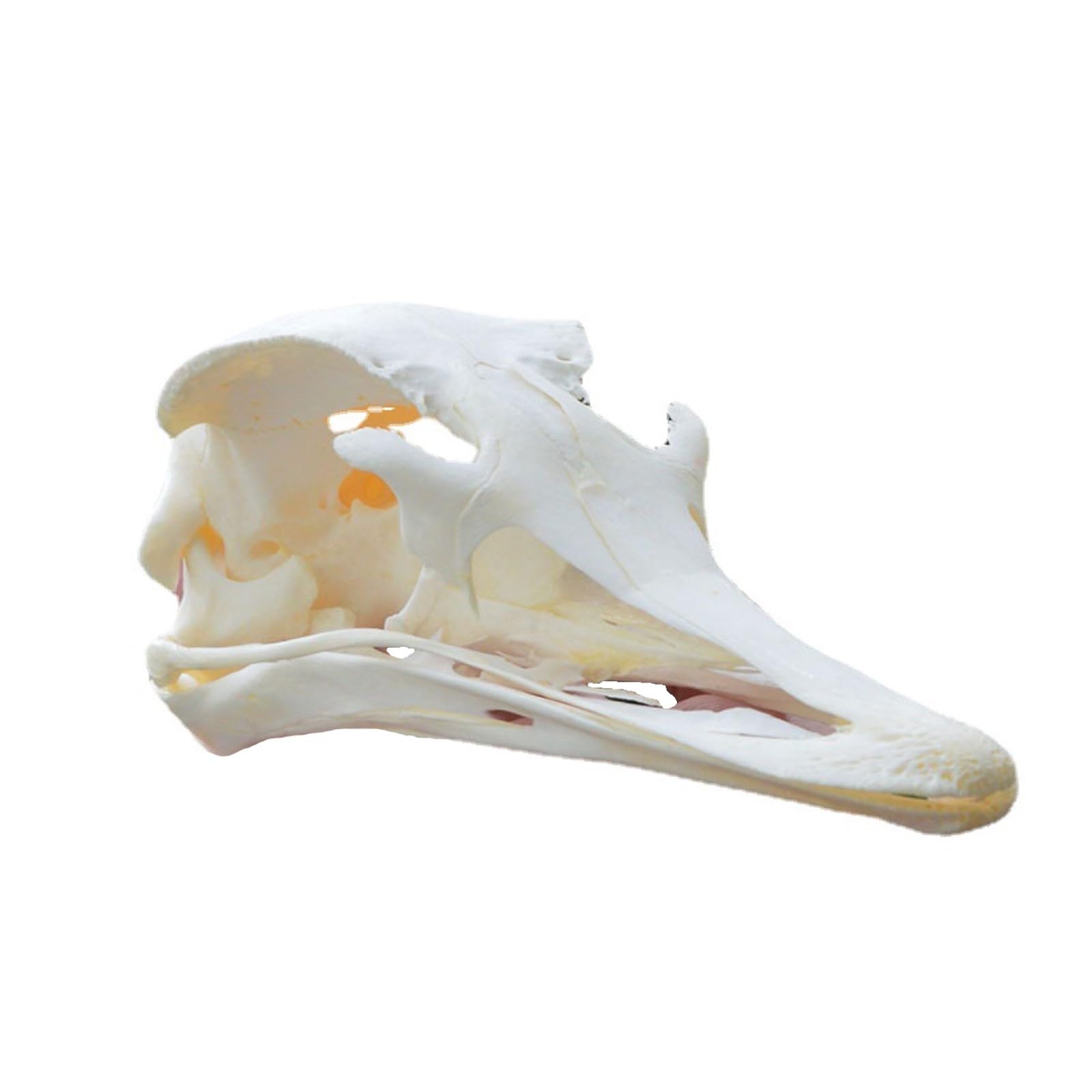 Taxidermy Animal Skulls, Real Animals Bones Specimen, Natural Skull Decoration, for Home Decor and Showcase Exhibition Ostrich Skull