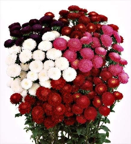 Golden Hills Farm® (AVG 200-3000) seeds Aster Bonita Mix Flower Seeds (B085QD1MRZ) Amazon Price History, Amazon Price Tracker
