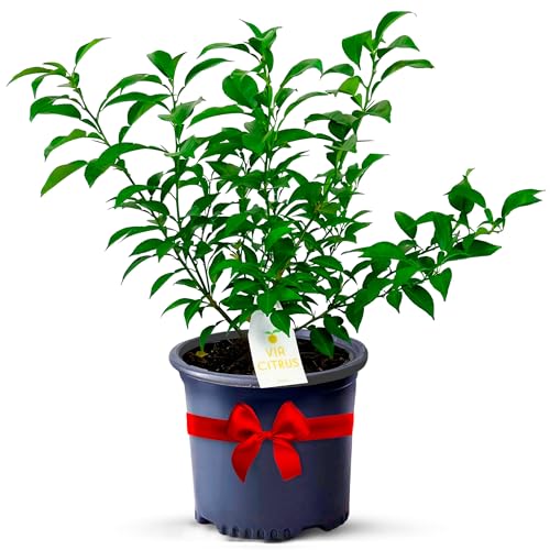 Yuzu Citrus Fruit Trees Live Plants 13'- 22' Tall Outdoor Planting & Indoor Fruit Trees Live Plants, No Shipping to CA, AZ,TX,LA - Yuzu Tree Plant, Wild Mandarin Orange Tree Variety by Via Citrus