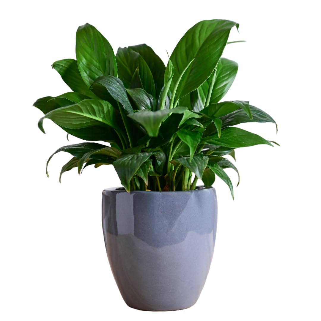 See full amazon price history chart for UGAOO Natures Hum Slim Premium Ceramic Planter(Grey) | Flower Pot for Indoor, Outdoor, Home, Garden UGAOO Natures Hum Slim Premium Ceramic Planter(Grey) | Flower Pot for Indoor, Outdoor, Home, Garden (B0D5VMZFXJ) Amazon Price History, Amazon Price Tracker