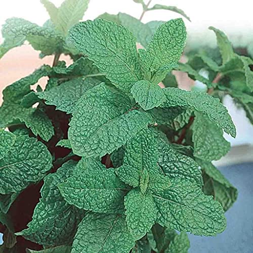 Aachondra New fresh 10pcs semi di albero di melissa verde