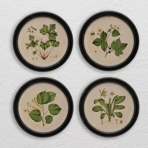 Creative Co-Op Wood Framed Wall Décor with Vintage Reproduction Botanical Print, Multicolor, Set of 4 by Creative Co-Op - Used condition - US$77.66