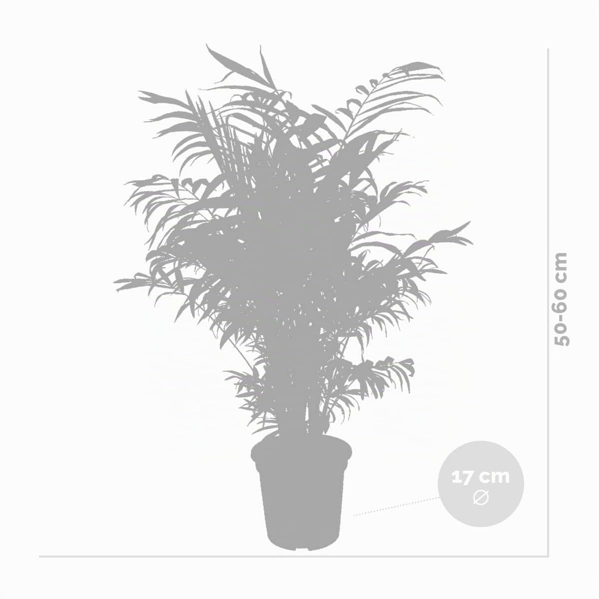 Bloomique - Set de 2 - Chamaedorea elegans - Palma enana mexicana - Planta de interior - Purificadora del aire - Apta para mascotas - Fácil de cuidar - Altura 50-60 cm - Maceta 17 cm