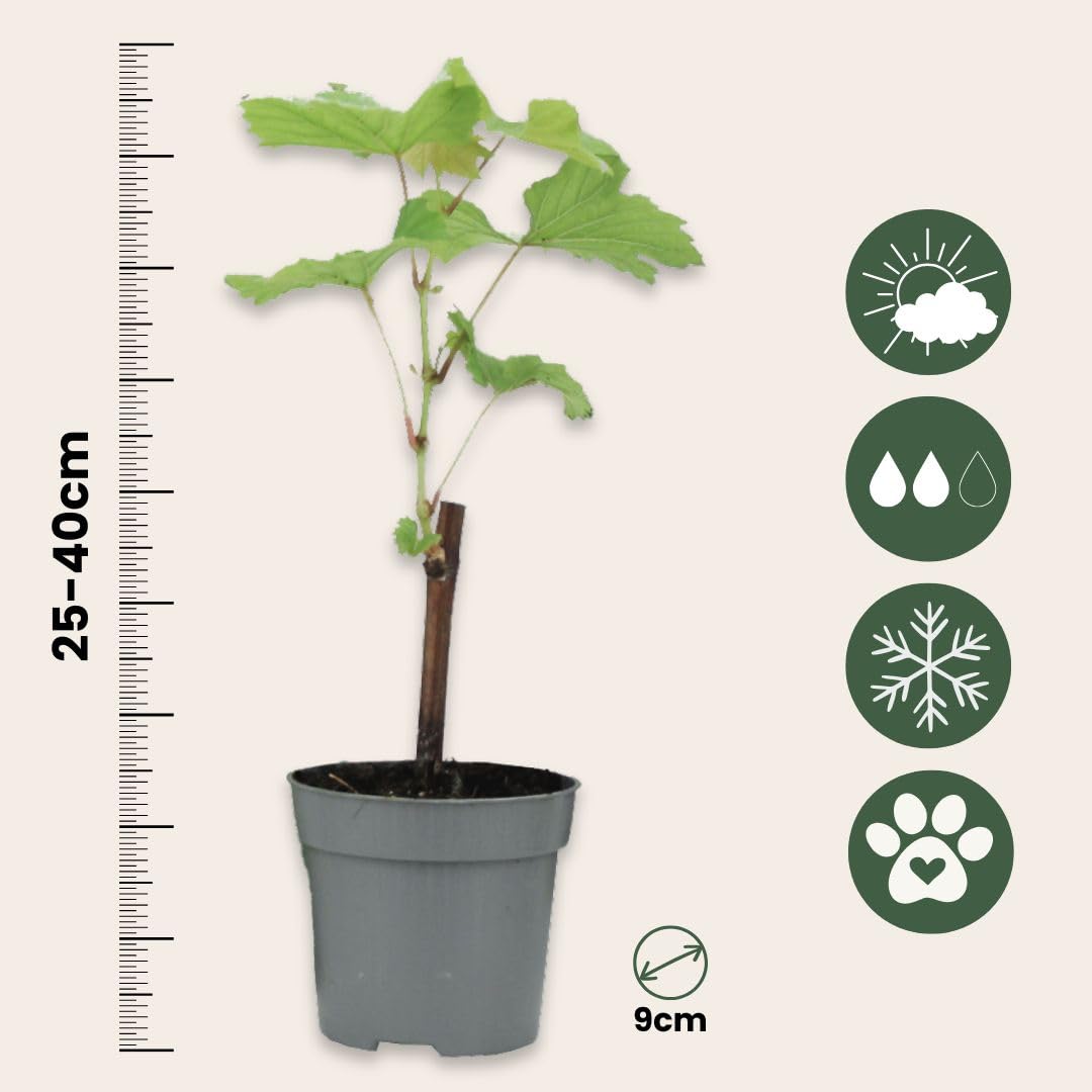 Plant in a Box - Plants de raisin - Mélange de 3 - Vitis Vinifera - Vigne 'Cabernet franc', 'pinot gris', 'Chardonnay' - Pot 9cm - Hauteur 25-40cm