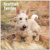 Scottish Terrier Calendar 2026 2027, 16-Month Scottie Wall Academic | Dog Lover Gift, Thick 100# No-Bleed Paper, Large Writing Blocks, Made in USA, Scottie Dog Decor, Teacher Gift