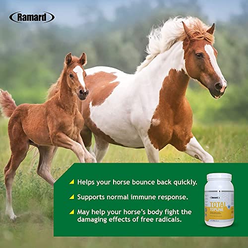 Ramard Total Prebiotic And Probiotic Equine Formula & Total Topline Powder Horse Supplements — Advanced Digestive Health Supplement — Build And Maintain Muscle Tissue During Recovery #TOP5