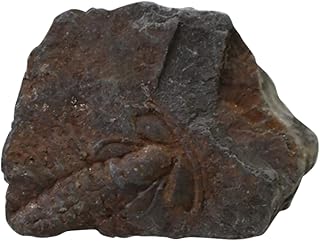 BETOOKY 1Pc Trilobite Fóssil Decoração Para Casa Decoração De Mesa Sala De Jantar Decoração Natural Para Casa Decoração Fóssil Adorno De Mesa Adorno De Oceano Acessórios Para Decoração De