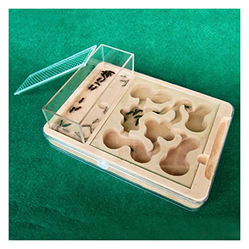 Formicarium avec nid en plâtre et boîte d'alimentation pour élevage de fourmis - 5