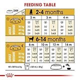 Royal Canin Labrador Retriever Junior 3 kg, 1er Pack (1 x 3 kg)