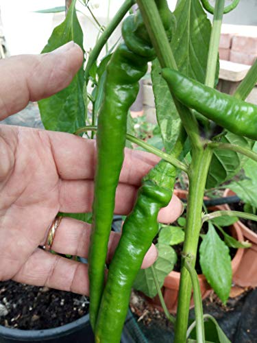 SEMI PEPERONCINO DOLCE DEI PAESI BASCHI EDI SEIGNANX