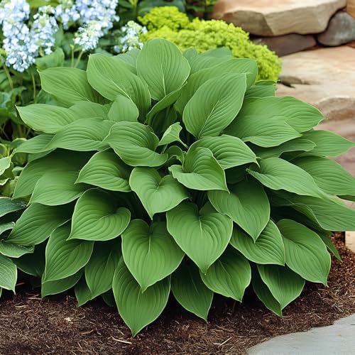 Image of Hosta Seeds For Planting (200 SEEDS) Low Maintenance - Grow Indoor /Outdoor Both - Grow Year Round (GREEN POWER)